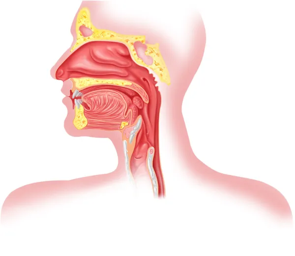 Anatomia Corde Vocali: Come Conoscerle Aiuta Anche La Dizione 1 Anatomia Corde Vocali